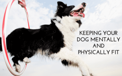 Keeping Your Pet Mentally and Physically Fit