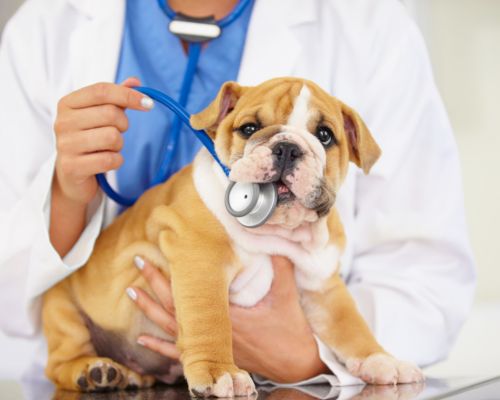 Pet Behavioral medicine