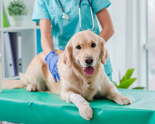 Pet Physical therapy