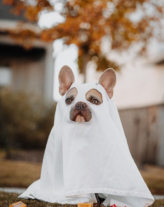 dog wearing costume