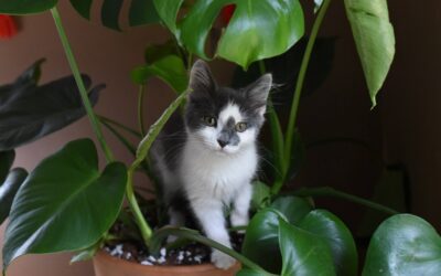 Will My Plant Kill My Cat?