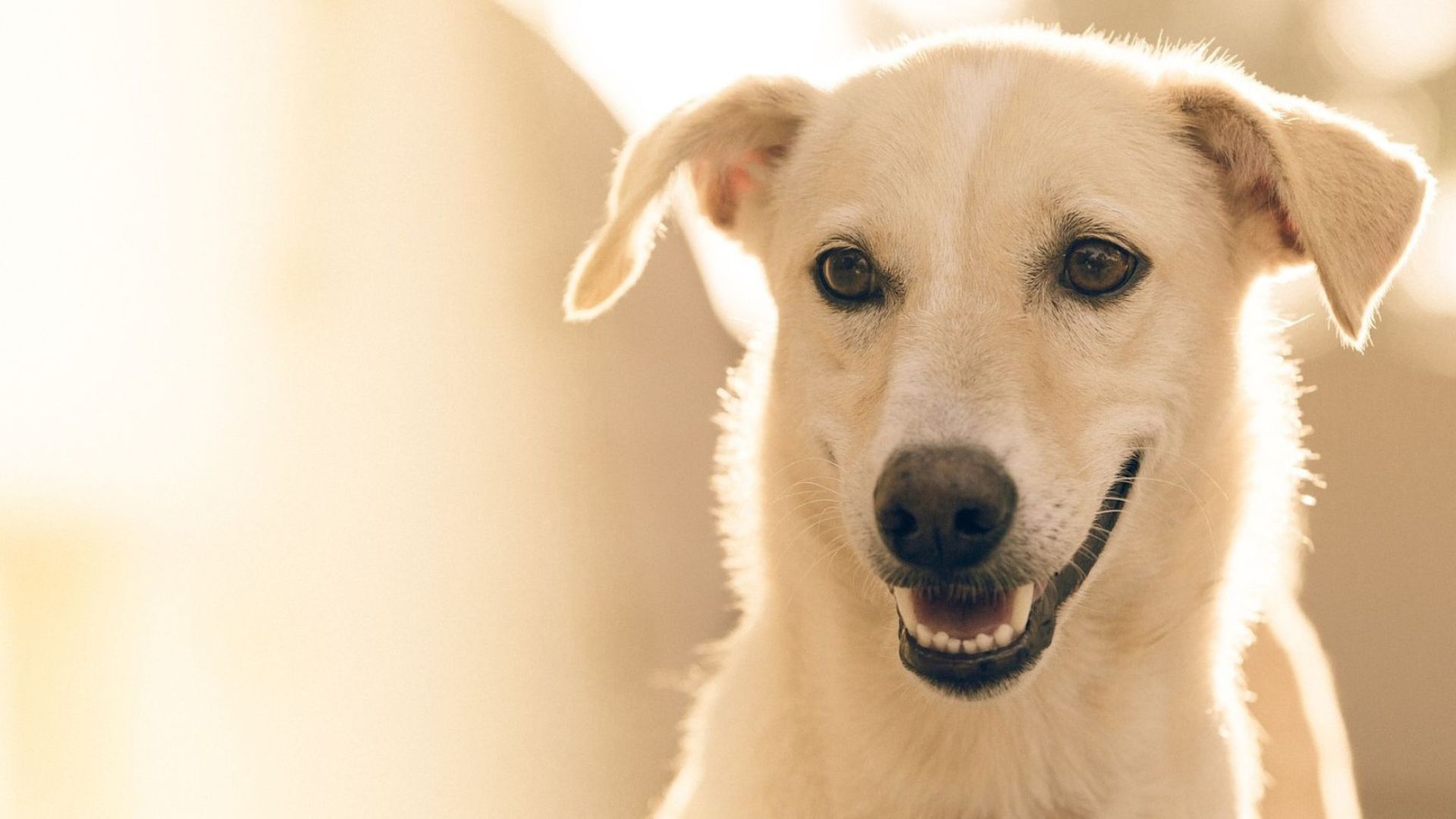 Pet Preventative Medicine In Shawnee, OK Northside Vet